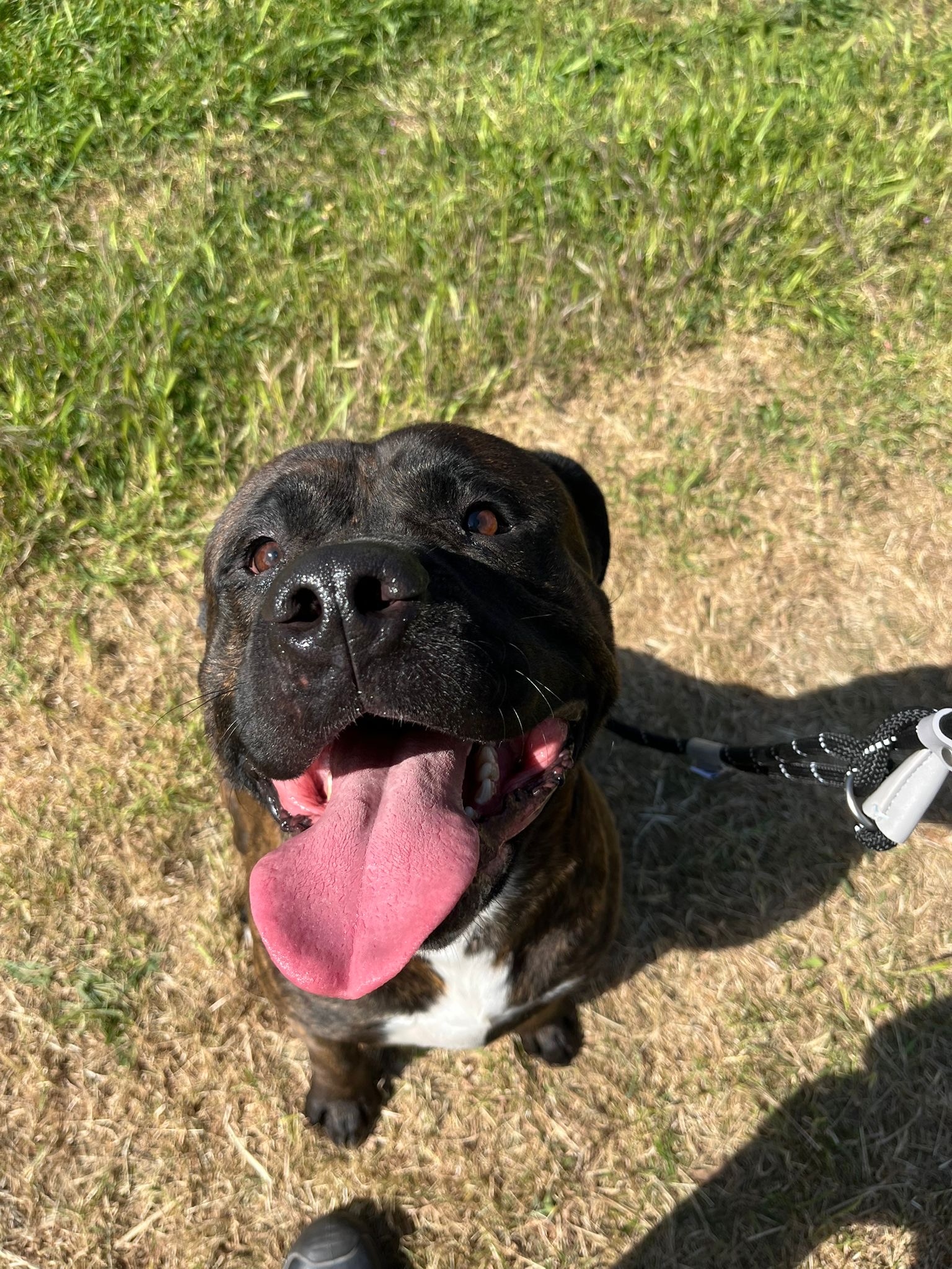 Bear dog cruelty case mar 2026