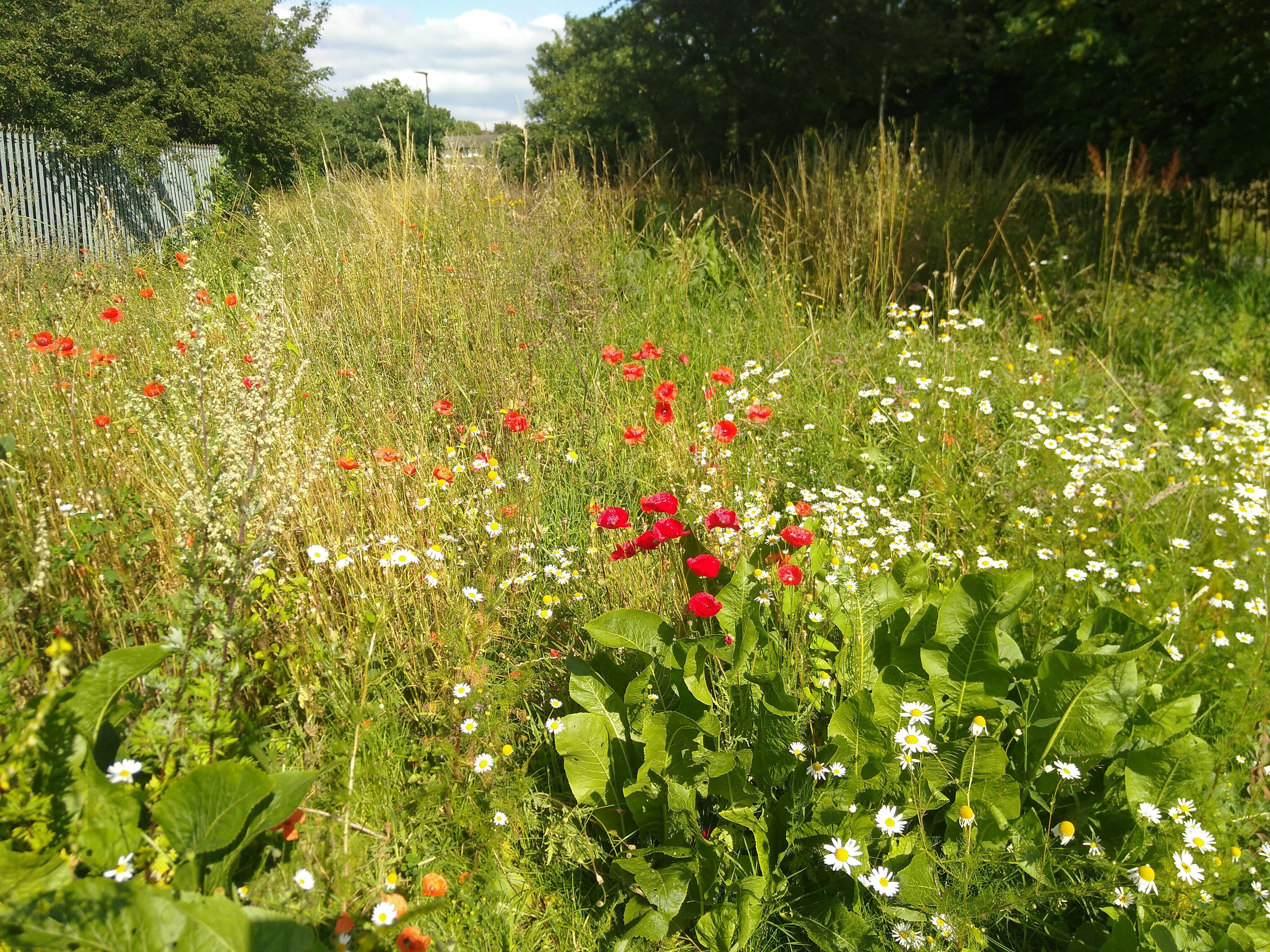 Pollinator Trail September 2022