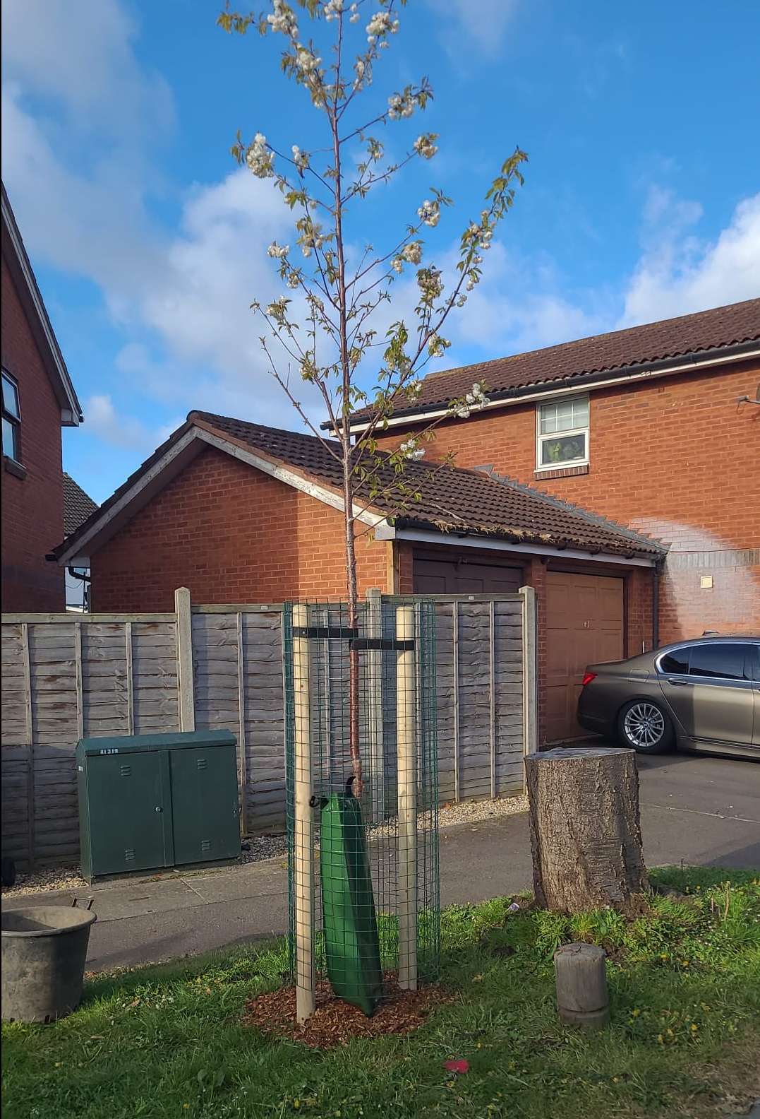 Trees for Streets