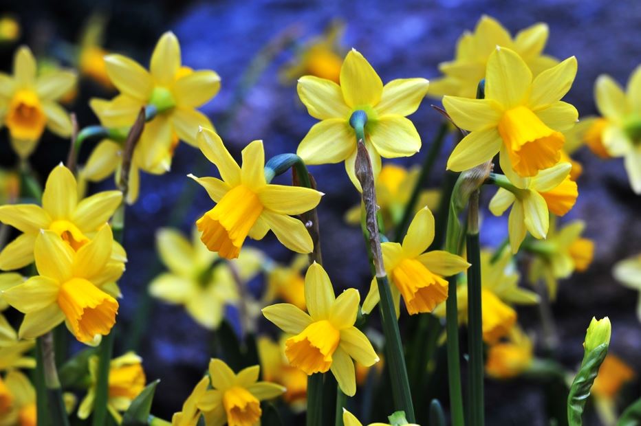 daffodils