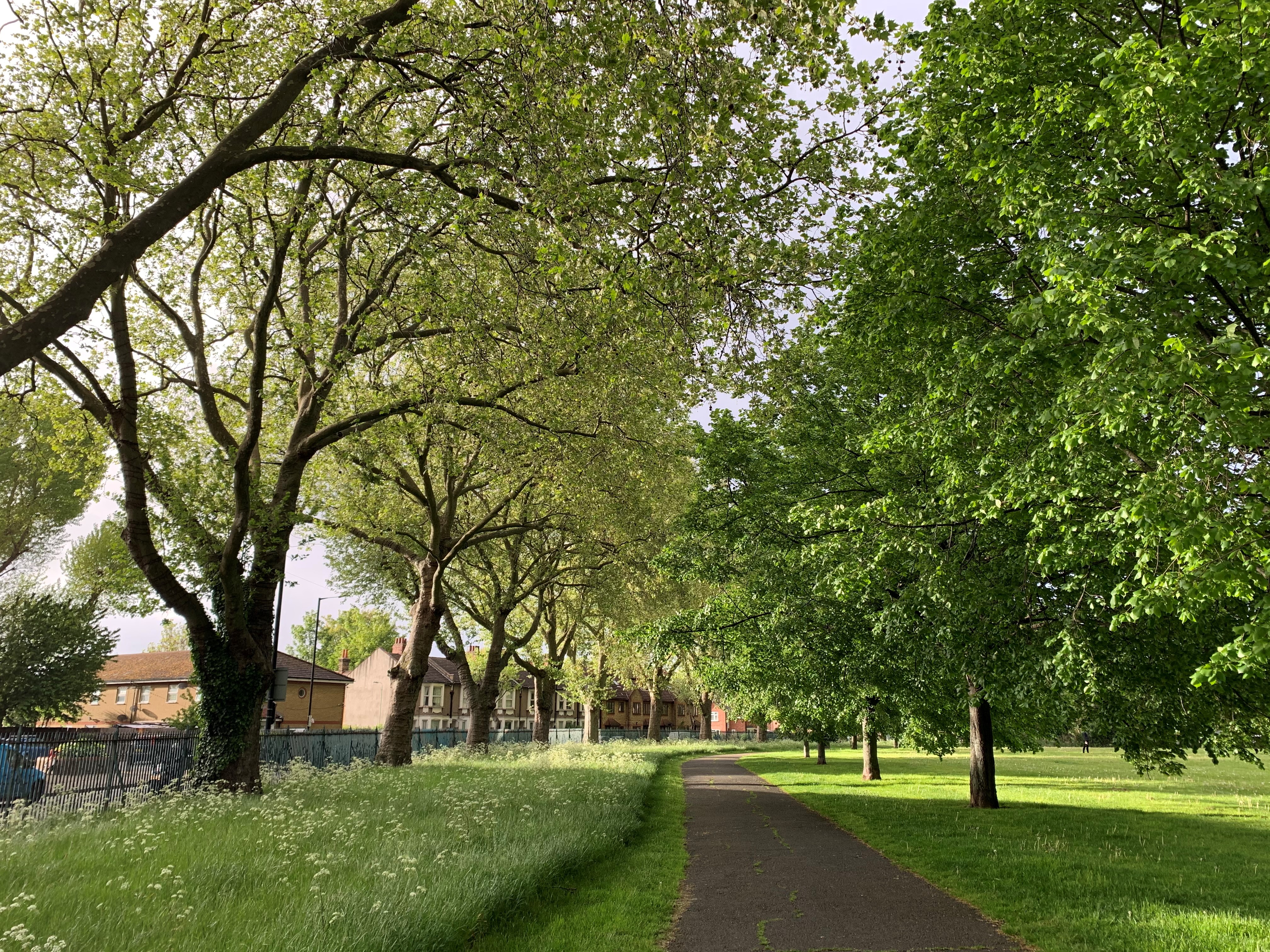 Green the borough, TREES